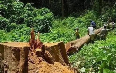 缅甸花梨（大果紫檀）逐渐成为红木家具的“主力军”。。。。